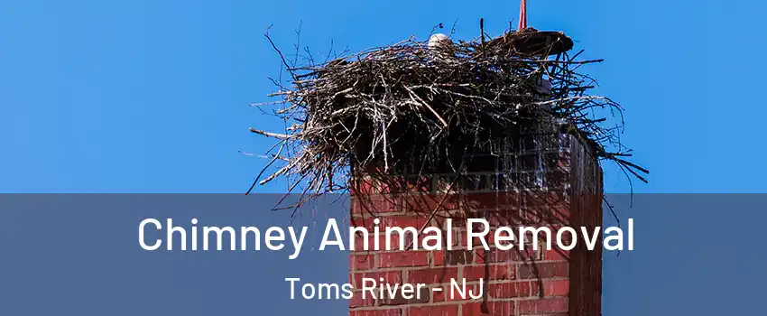  Chimney Animal Removal Toms River - NJ