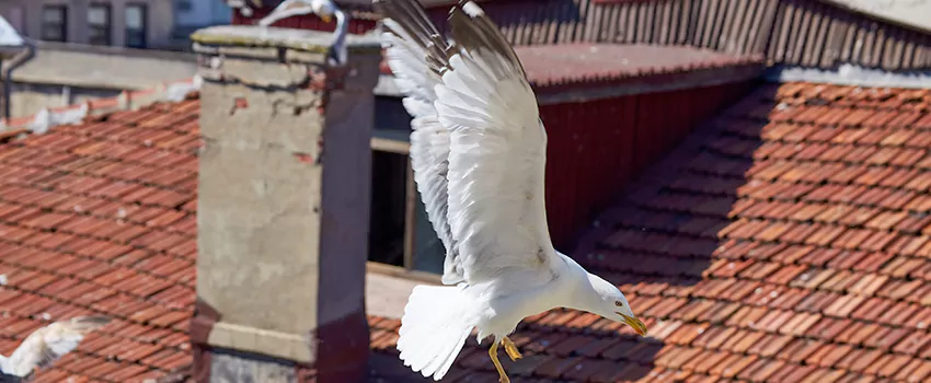 Residential Chimney Animal Removal Solution in Toms River, NJ